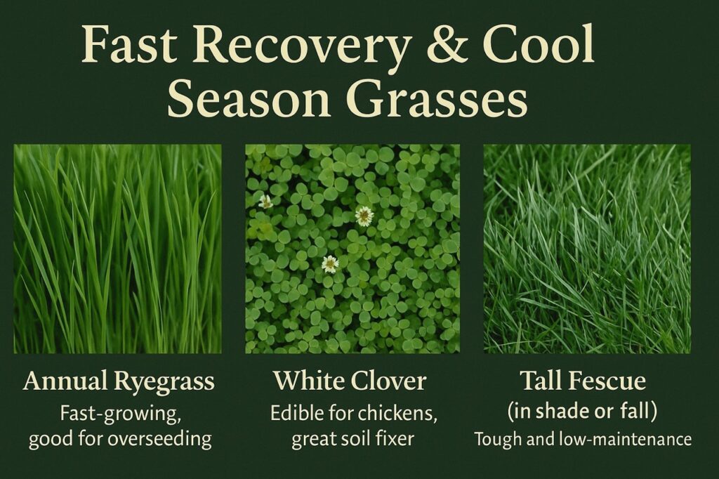 “Infographic displaying three fast-recovery cool-season grasses safe for chickens: annual ryegrass, white clover, and tall fescue, with descriptions.”