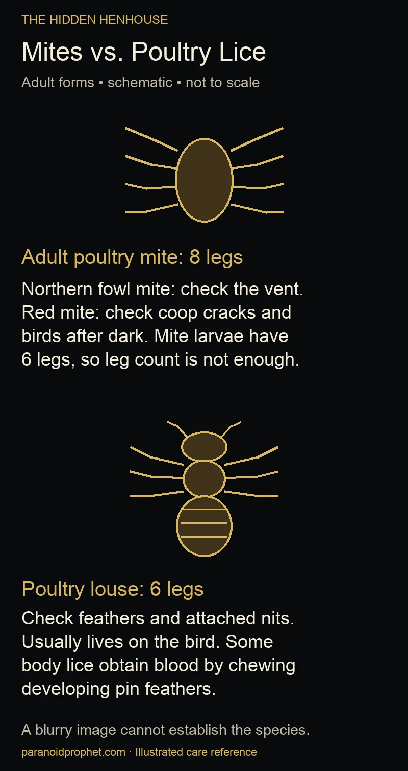 Schematic adult eight-legged mite and six-legged poultry louse, with inspection clues and a note that mite larvae have six legs